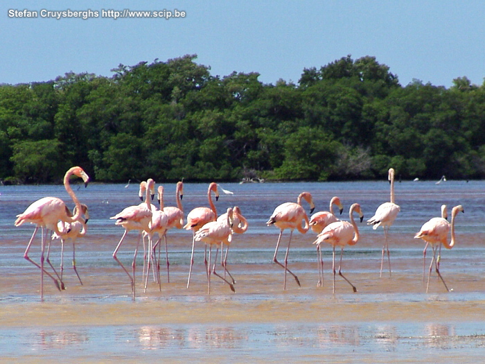 Celestun - Flamingo's Celestun is een laguna nabij de Caraïbische kust. Je treft er vele flamingo's en andere watervogels. Stefan Cruysberghs